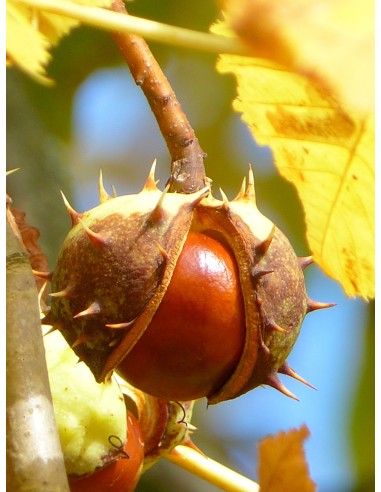 Almendro largueta