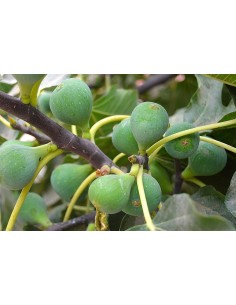 Almendro largueta