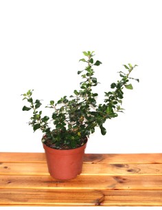 Pittosporum (test 15 cm ø)