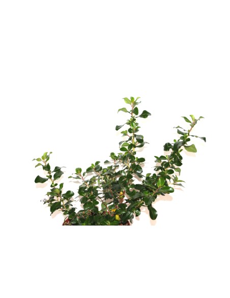 Pittosporum heterophyllum variegata (test 19 cm ø)