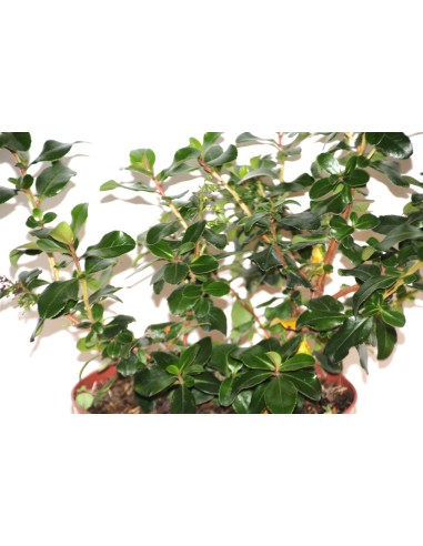 Pittosporum heterophyllum variegata (test 19 cm ø)