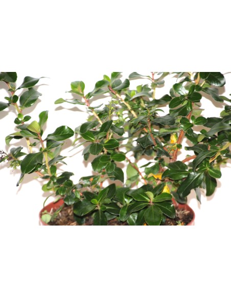 Pittosporum heterophyllum variegata (maceta 19 cm ø)