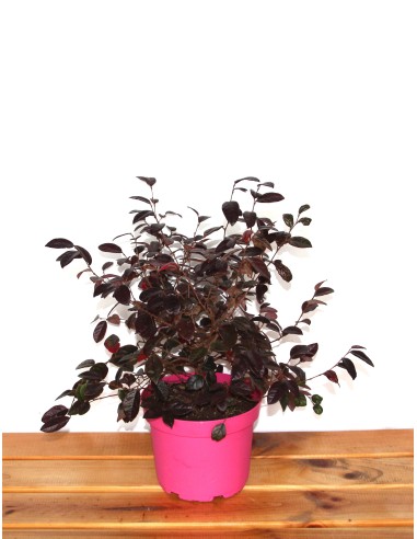 Loropetalum chinense  (maceta 18 cm ø)