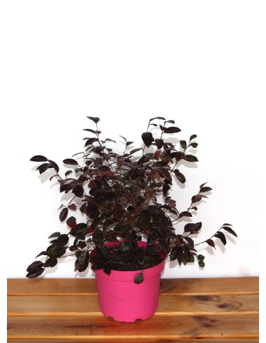 Pittosporum (test 15 cm ø)