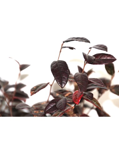 Loropetalum chinense  (maceta 18 cm ø)