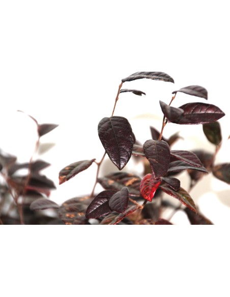 Loropetalum chinense  (maceta 18 cm ø)