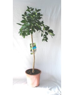 Limonero (maceta de 17 cm Ø) 2