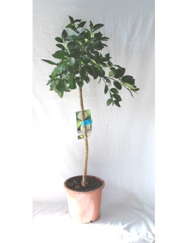 Limonero (maceta de 17 cm Ø)