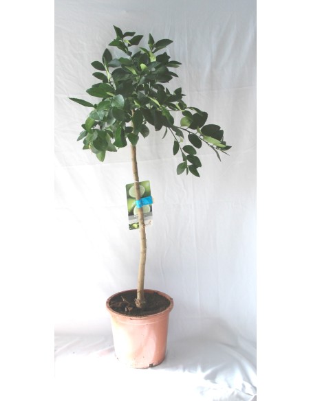 Limero (maceta de 15 cm Ø)