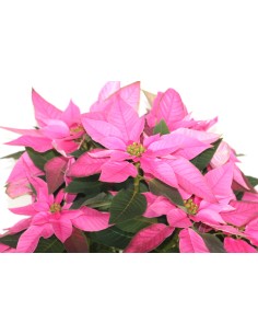 Ponsetia o Flor de Pascua 2