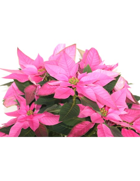 Ponsetia o Flor de Pascua (maceta 13 cm ø)