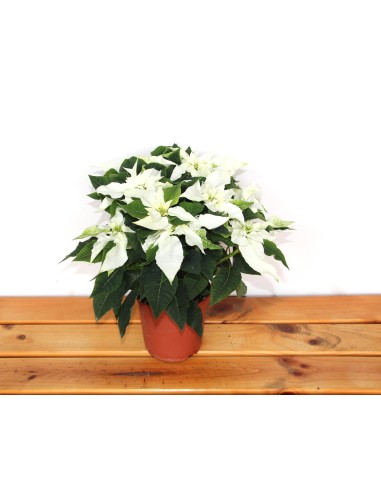 Ponsetia o Flor de Pascua blanco (maceta 13 cm ø)