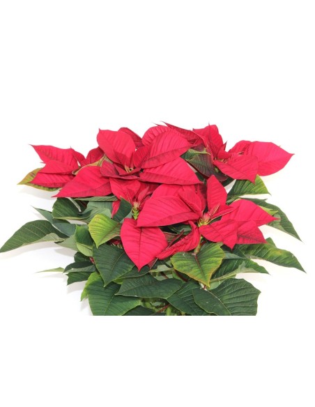 Poinsettia o Flor de Pascua roja grande