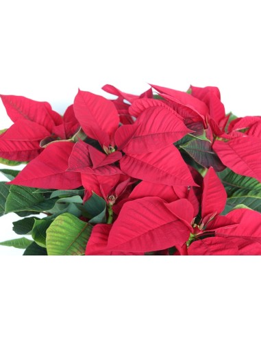 Poinsettia o Flor de Pascua roja grande