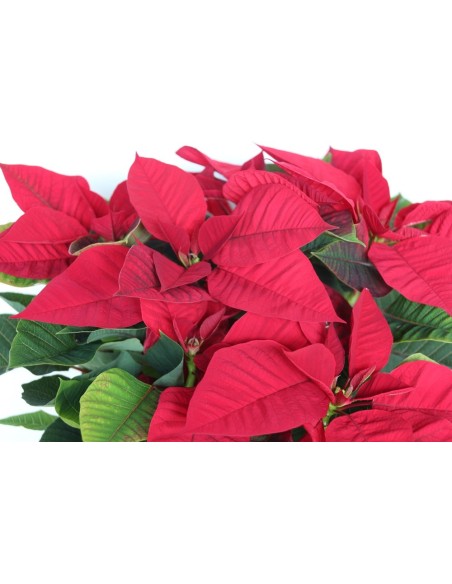 Poinsettia o Flor de Pascua roja grande