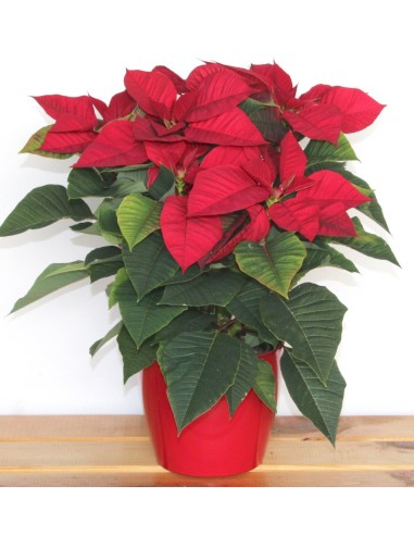 Ponsetia o Flor de Nadal vermella gran