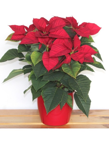 Poinsettia o Flor de Pascua roja grande