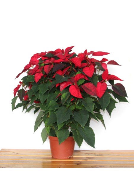 Ponsetia o Flor de Nadal vermella gran