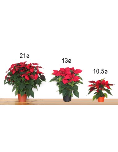 Ponsetia o Flor de Nadal (test 10,5 cm ø)