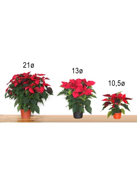 Compre Ponsetia em Germigarden