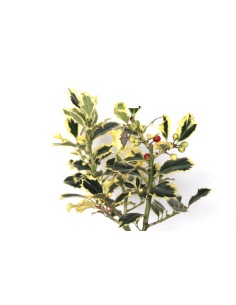 Ilex 2