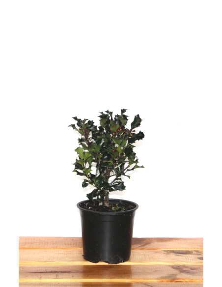 Acheter du houx, ilex typique de Noël