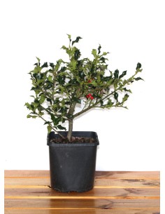 Compre Ilex ou azevinho em Germigarden
