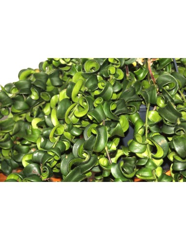 Achetez aeschynantus pour 23,90 € chez Germigarden