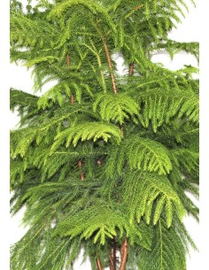 Araucaria (130 - 140 cm de altura) 2