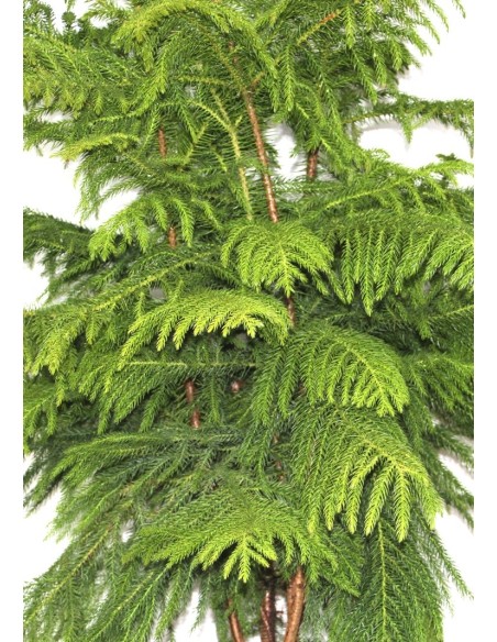 Araucaria (130 - 140 cm de altura)