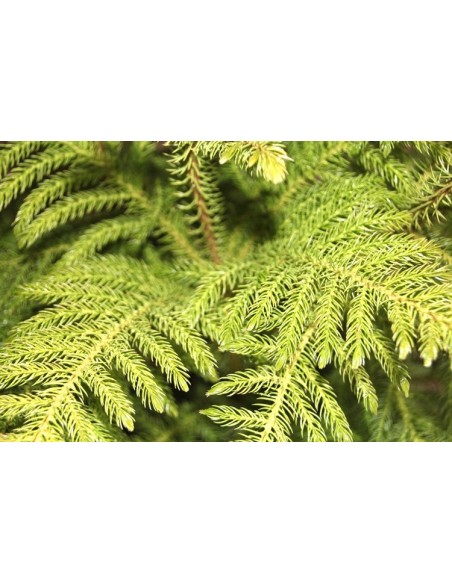 Araucaria (130 - 140 cm de altura)