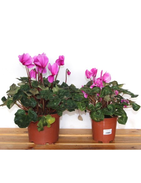 Ciclame a partir de € 4,95 em Germigarden