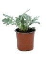 Planta pequeña verde