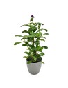 Outras plantas da estação de floração