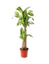 Drácena y palmera