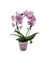 Orquídea