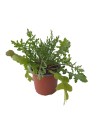 Roquette