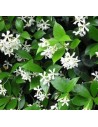 Jasmin