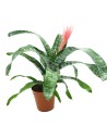 Bromelia
