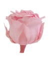 Rosas preservadas