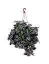 Tradescantia