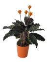 Plante d'intérieur Halloween