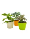 Miniplanta