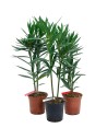Plantas para setos