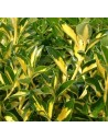 Euonymus