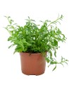 Plantes cespitoses