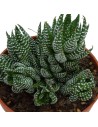 Haworthia