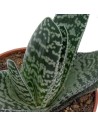 Gasteria
