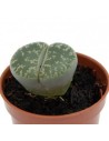 Lithops