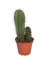 Cactus columnars